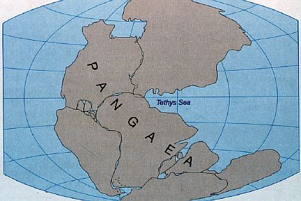 Пангея