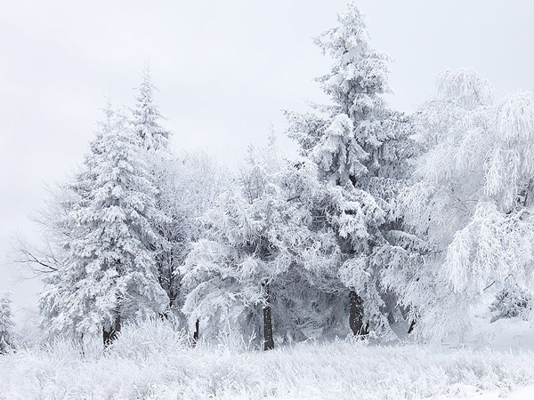 Заснеженный лес на перевале Шипка, Болгария